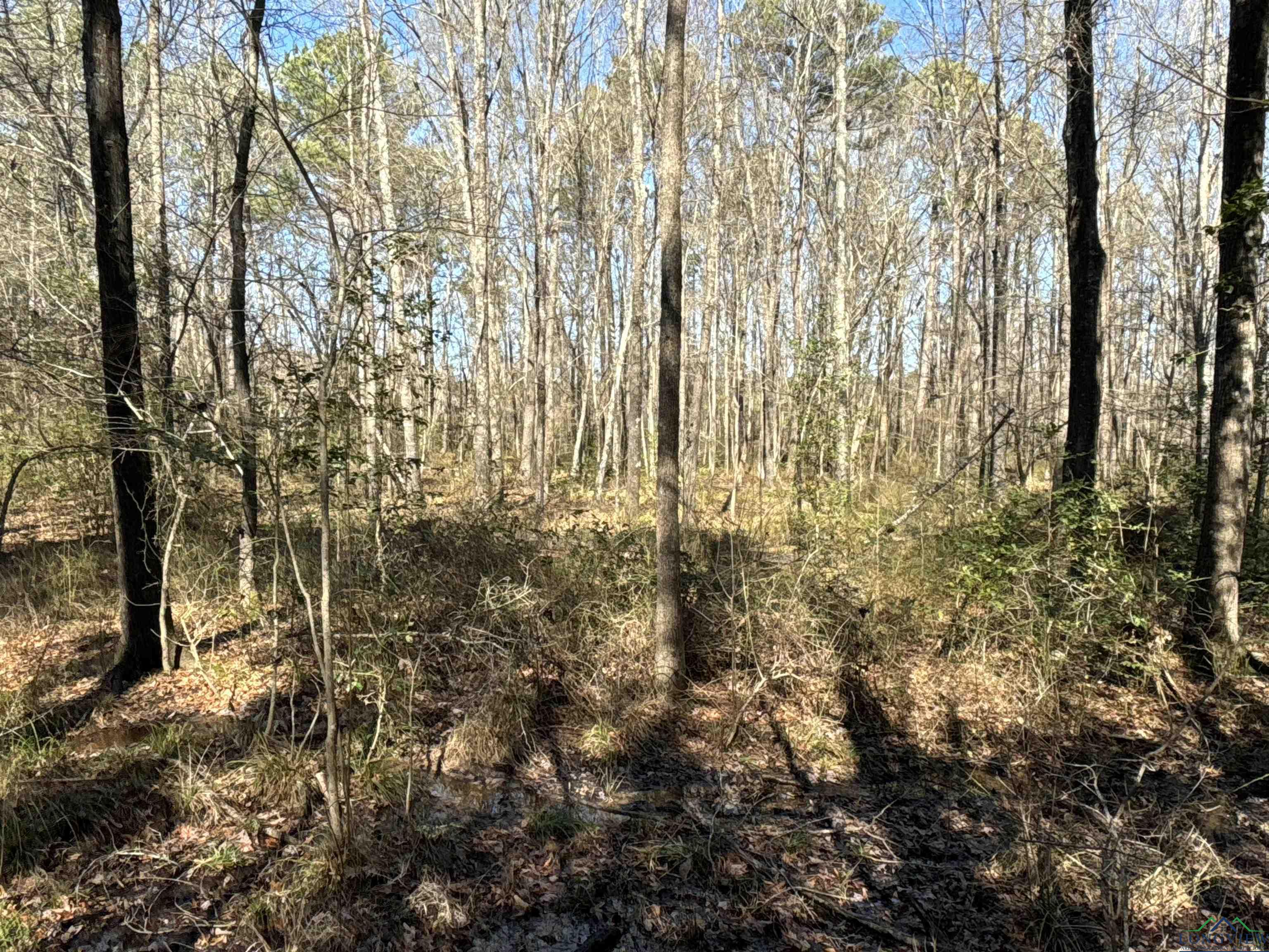TBD Cr 3217, Atlanta, Texas image 23