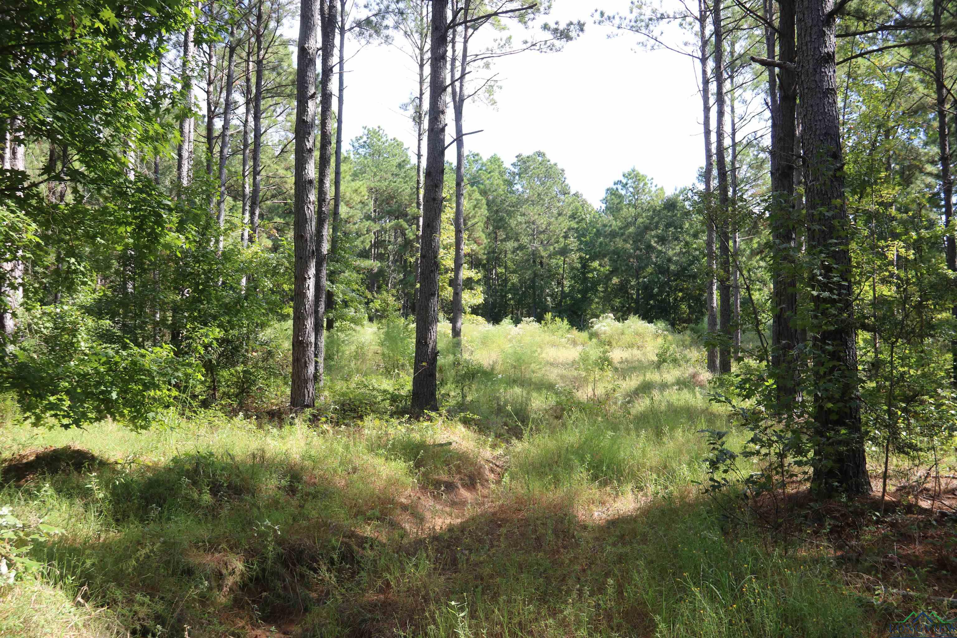 TBD Hwy 155 10 Acres, Avinger, Texas image 13