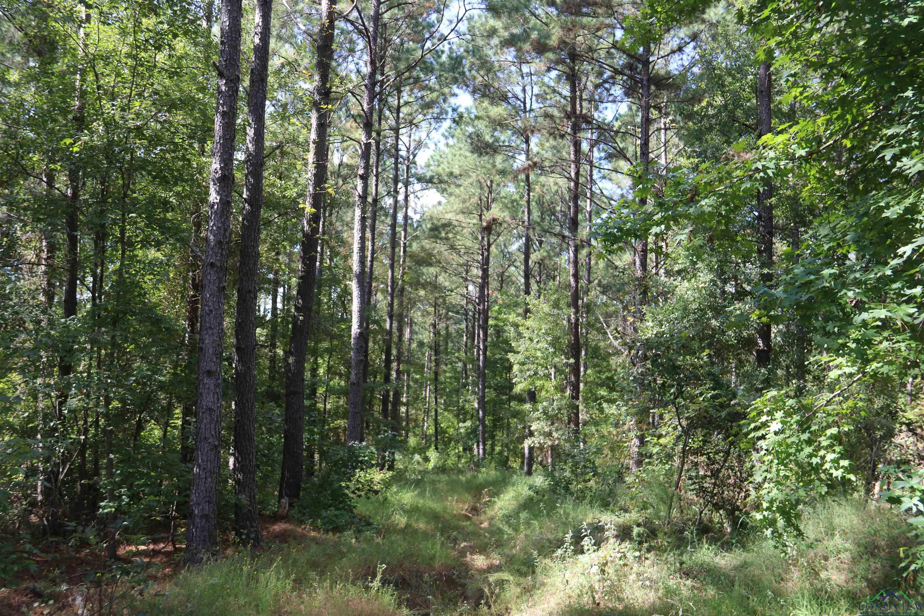 TBD Hwy 155 10 Acres, Avinger, Texas image 15