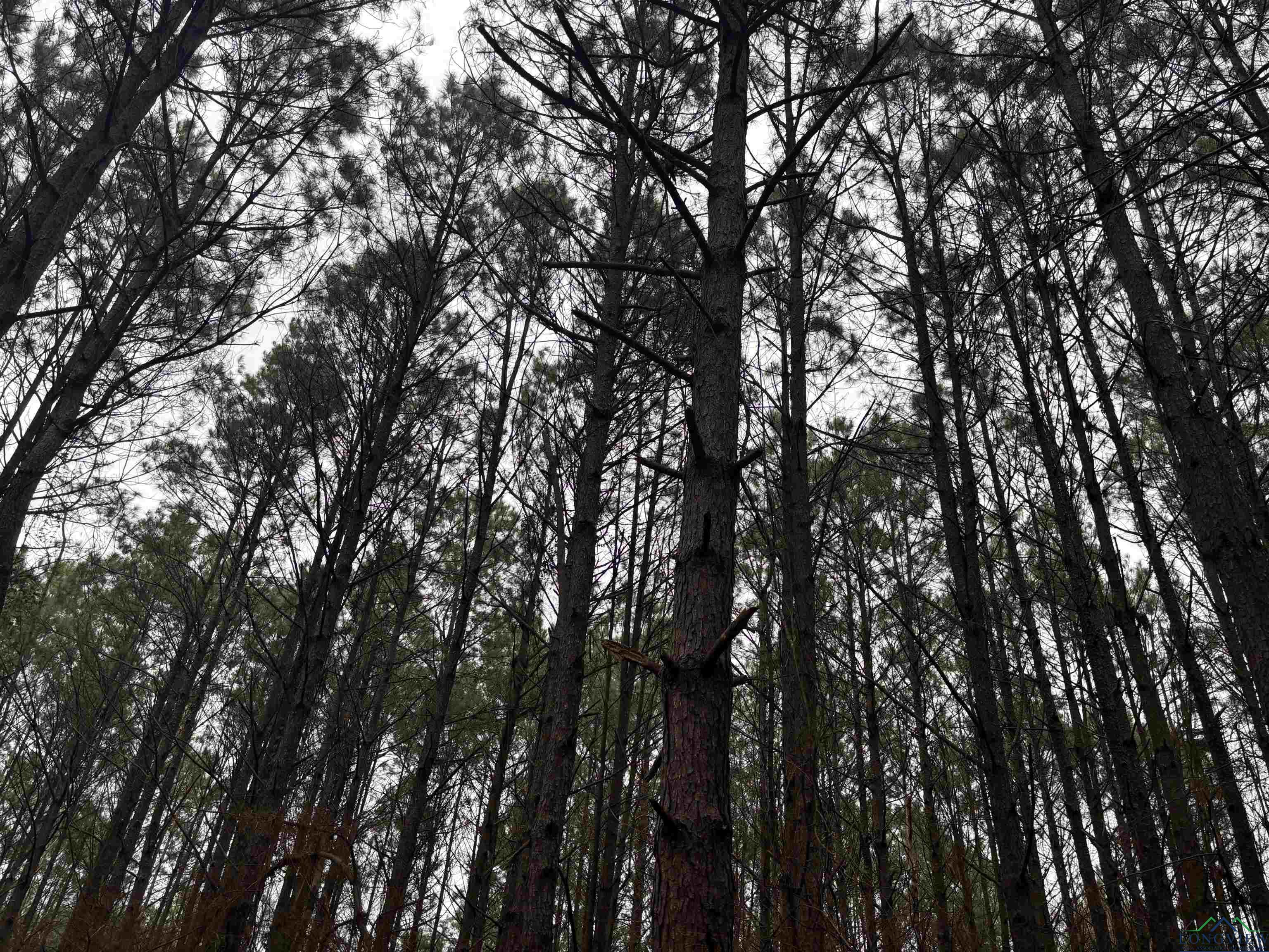 TBD Easement Rd Cr 2923, Hughes Springs, Texas image 9