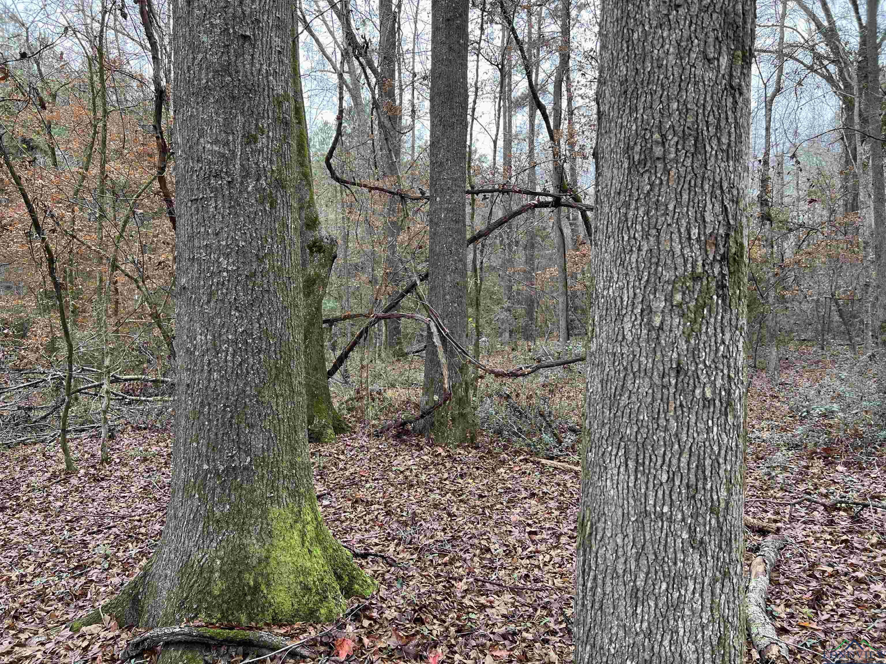 TBD Cr 4670, Tenaha, Texas image 12