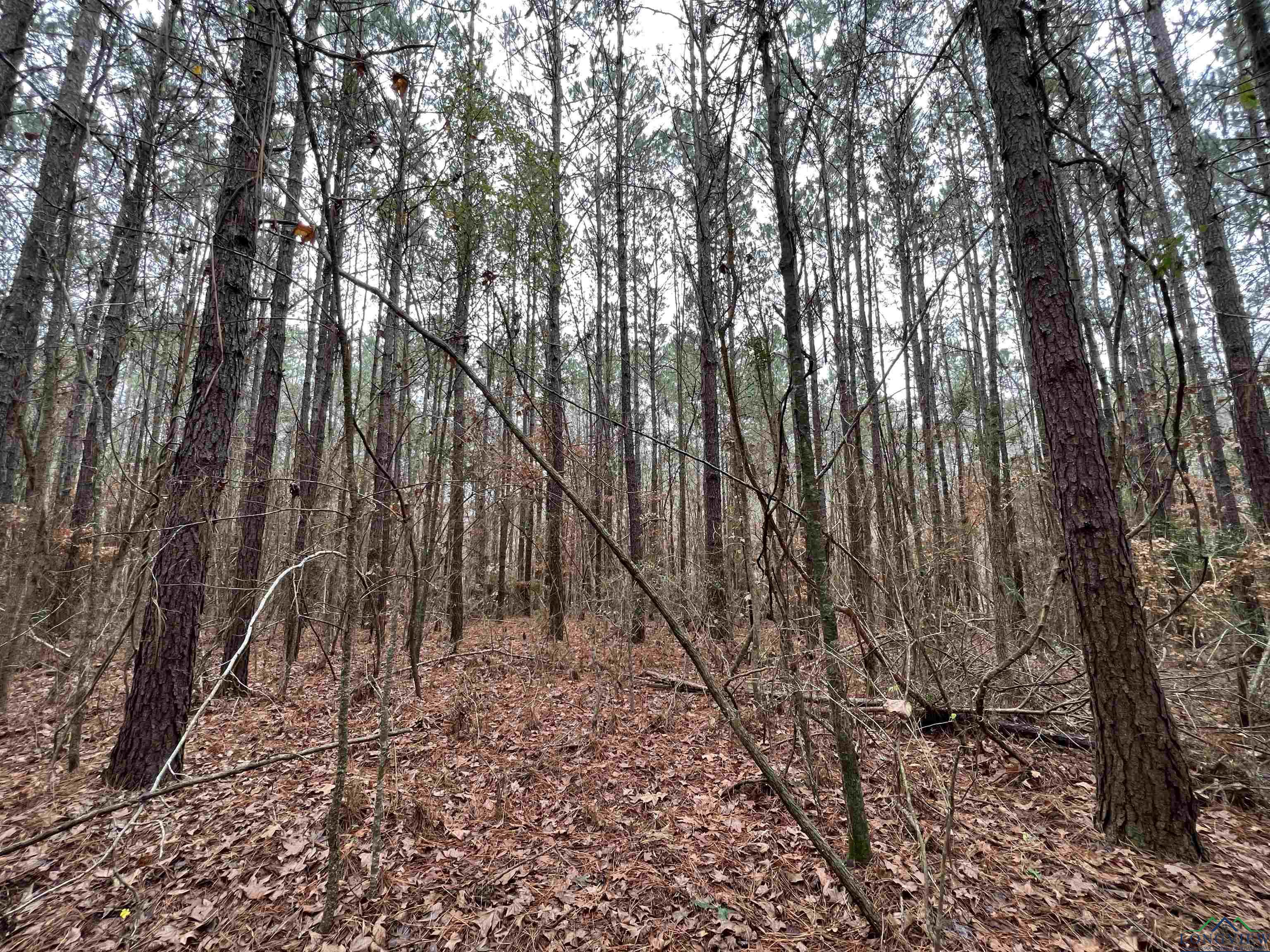 TBD Cr 4670, Tenaha, Texas image 17