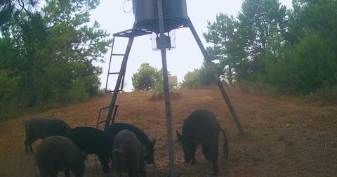 Vacant Land For Sale - TBD County Road 1634<br/> Linden, TX 75563