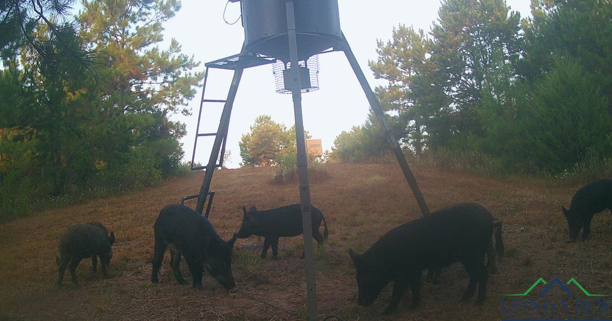 TBD County Road 1634, Linden, Texas image 4
