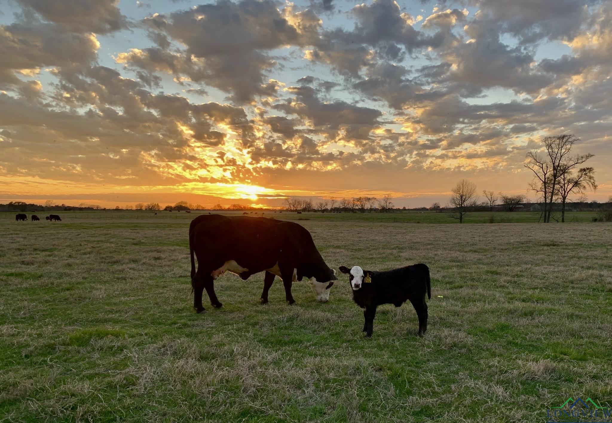 LOT 19 A Brightside Trl, Kilgore, Texas image 7