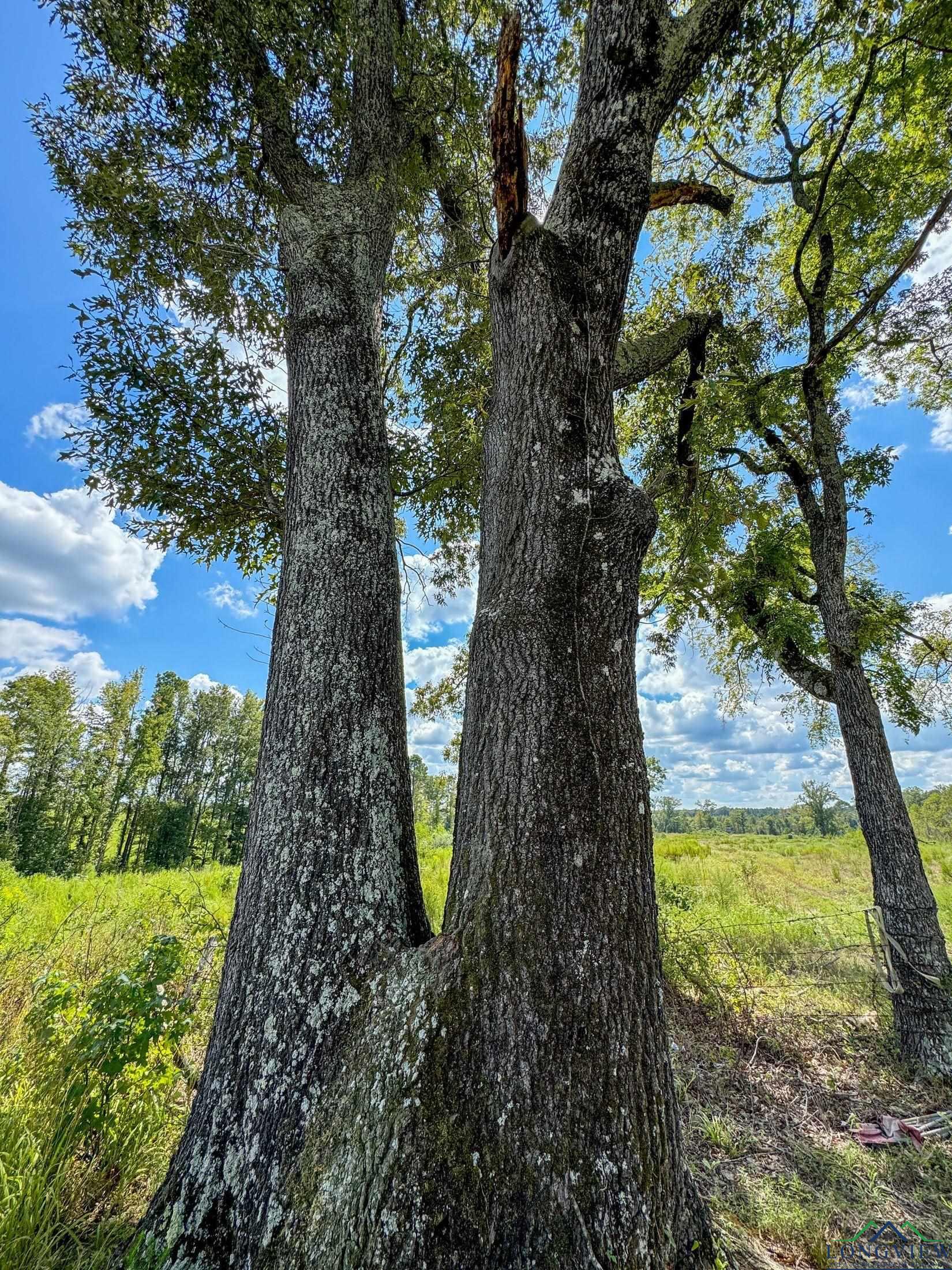 TBD Cr 4919, Bloomburg, Texas image 17