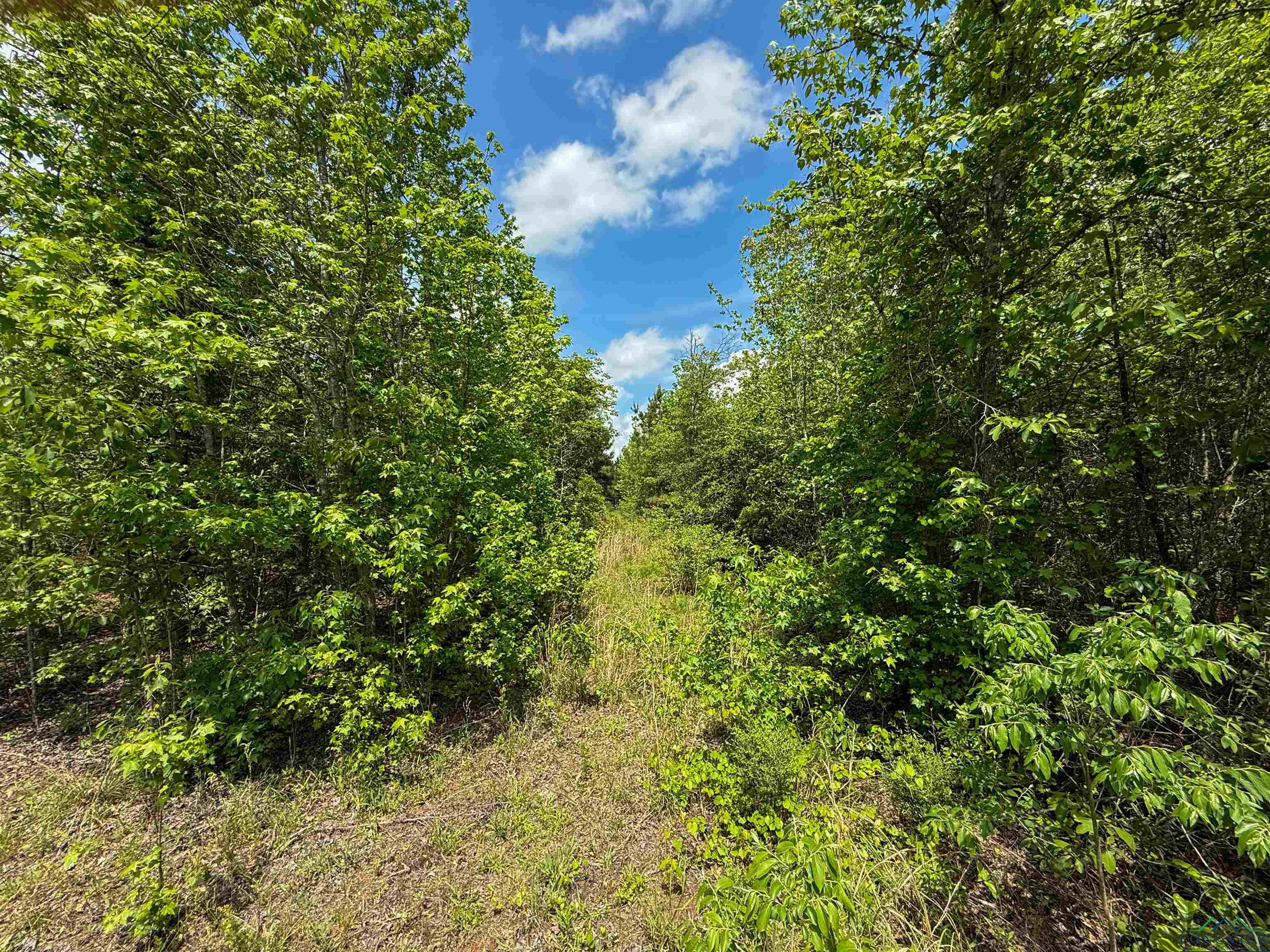 0000 Cr 1349, Linden, Texas image 38