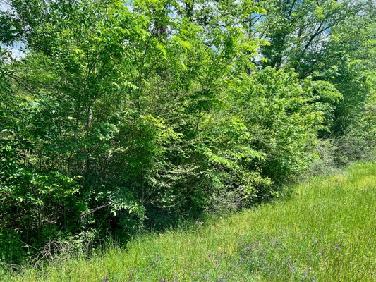 145 DAX ST, CENTER, TX 75935 - Image f53bde0b6c30f1d5b8f30cca877feec2/3769502265