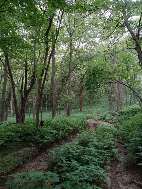 Fairfax, Missouri 64446, United States, ,Land,Active,188595