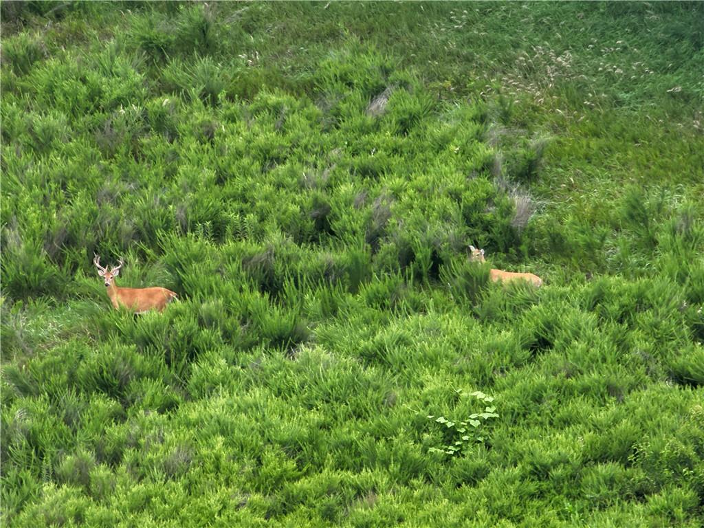 Fairfax, Missouri 64446, United States, ,Land,Active,188595