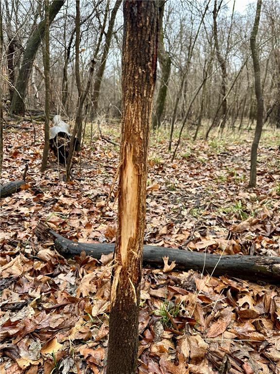 Nelson, Missouri 65347, United States, ,Land,Active,257649