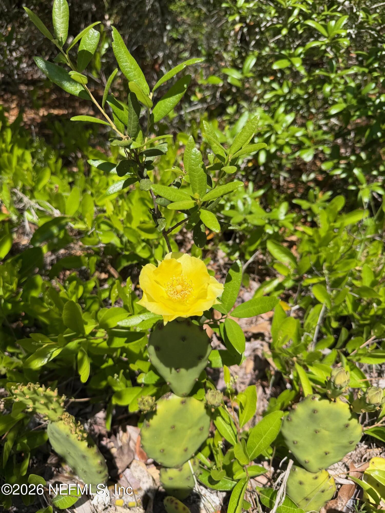 4247 N AMARILLO Drive