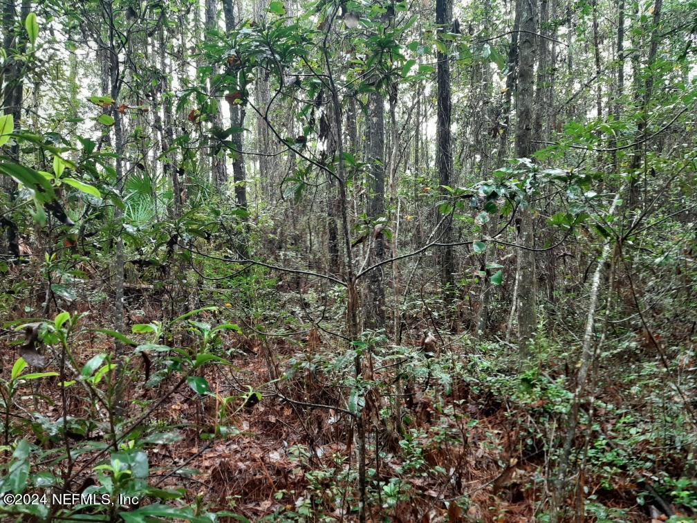 Wooded lot