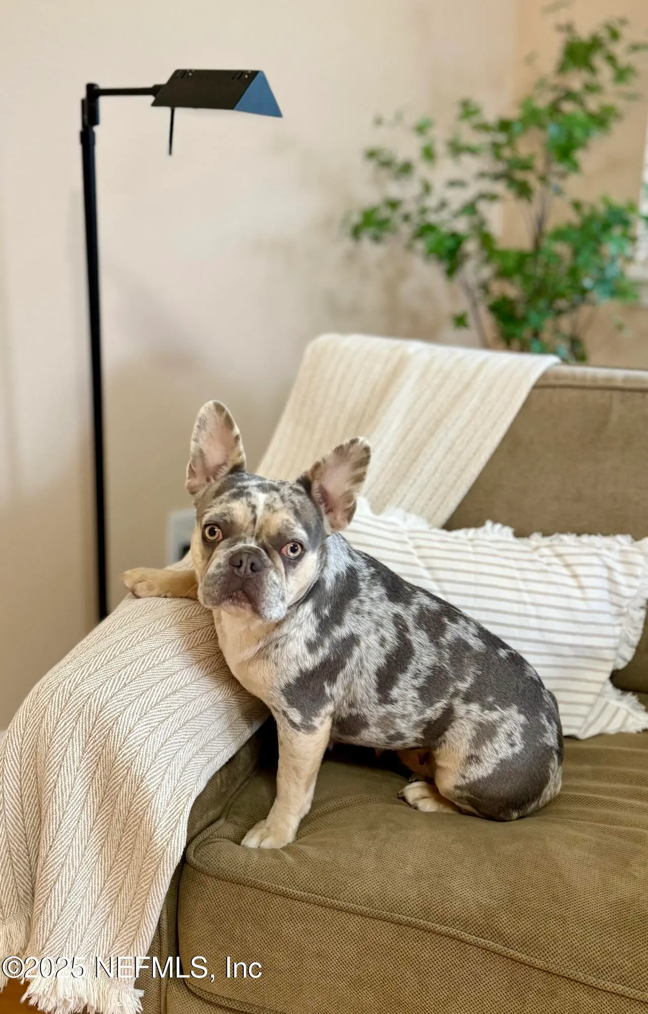 St Augustine, Florida 32084, United States, 3 Bedrooms Bedrooms, ,2 BathroomsBathrooms,Residential,Active,80562