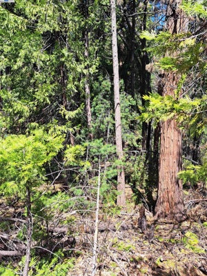 SLY PARK RD, POLLOCK PINES, CA 95726 - Image 6e58dba1e552fa786d4fcc9fa7bd8e2b/3193416165
